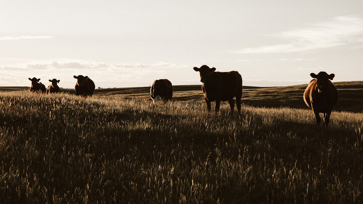 Six cows graze in a field.