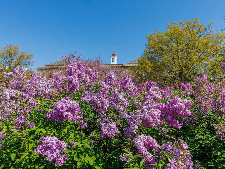Love Library Cupola with flowers blooming in front